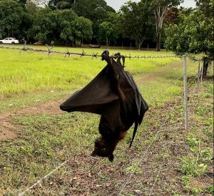 Reminder not to touch injured bats after four treated - Mackay Hospital ...